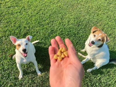 Cuidados Importantes ao Escolher Petiscos para Seu Pet