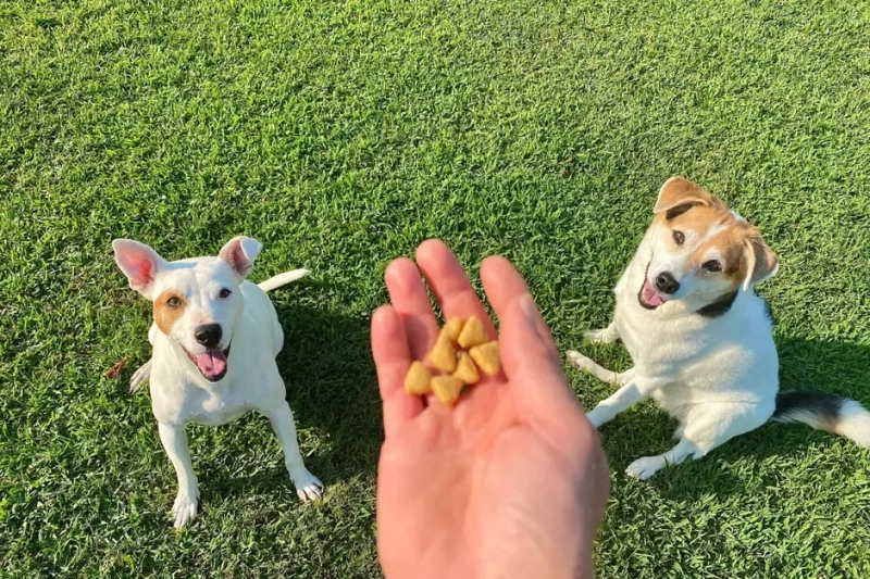 Cuidados Importantes ao Escolher Petiscos para Seu Pet