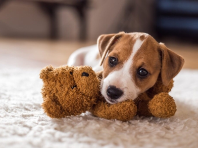 Dicas para Escolher o Brinquedo Perfeito para Seu Pet
